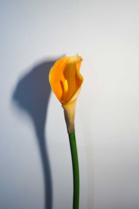 Kalia w kolorze żółto – pomarańczowym