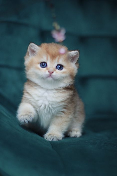 Oferujemy  czystego brytyjskiego kociaka o rzadkim kolorze