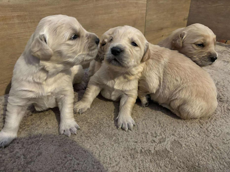 Szczeniak Golden Retriever - Piesek