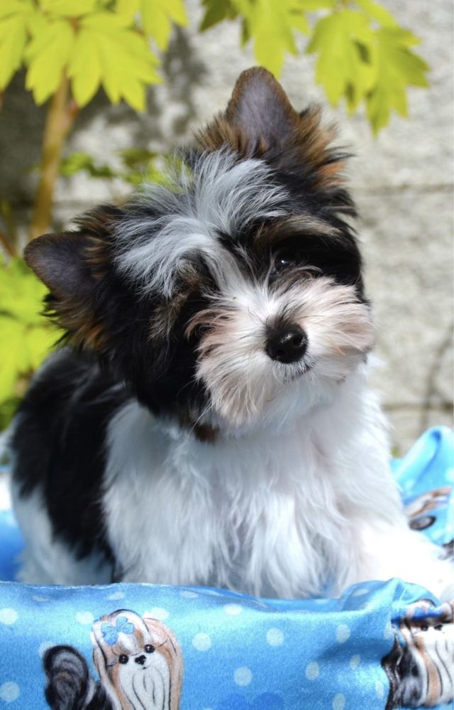 Yorkshire Terrier Biewer piesek gotowy do odbioru