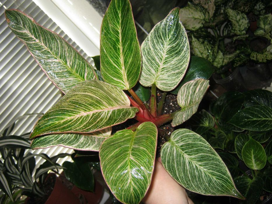 филодендрон много разных сортов