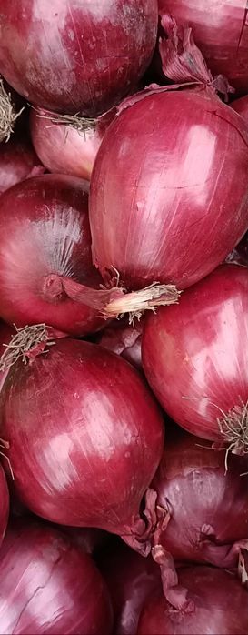 Sprzedam cebulę czerwona