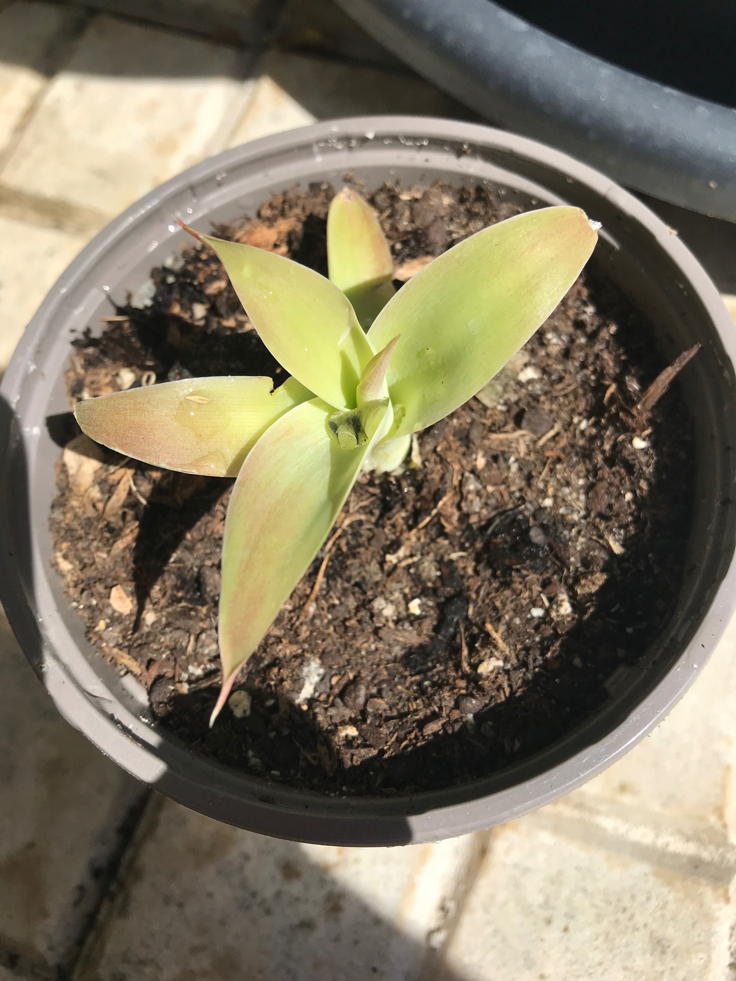 Agave dragão pequena