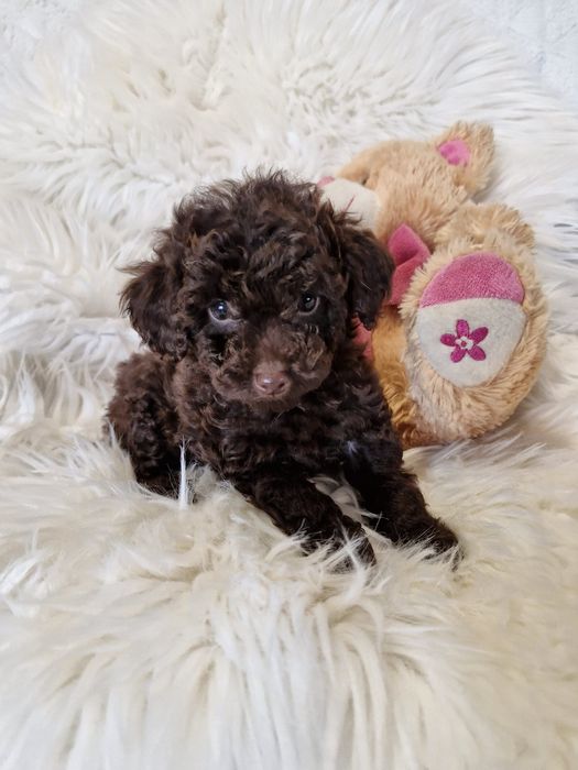 **KSENIA**sunia pudel toy choco do rezerwacji