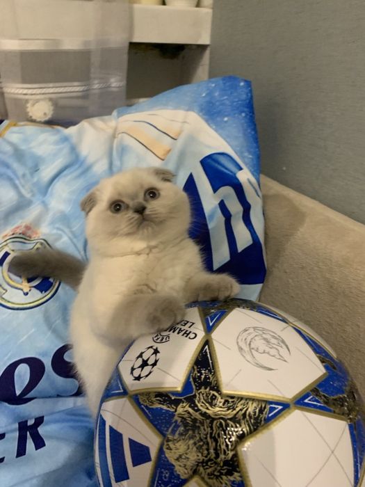 Kotek szkocki zwisłouchy w poszukiwaniu rodzinki