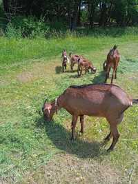 Продам козенят англо нубійскої кози