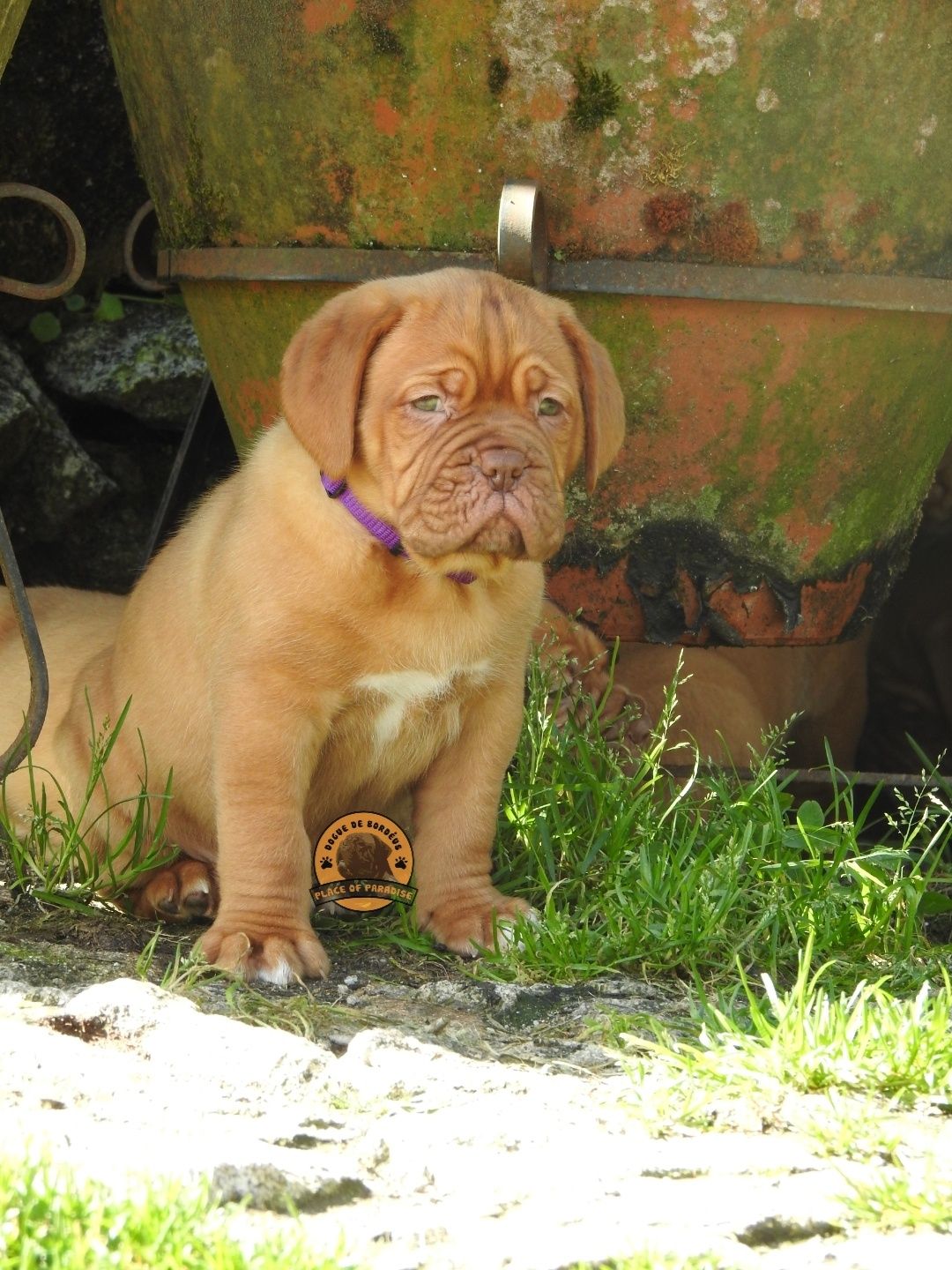 Dogue de Bordéus