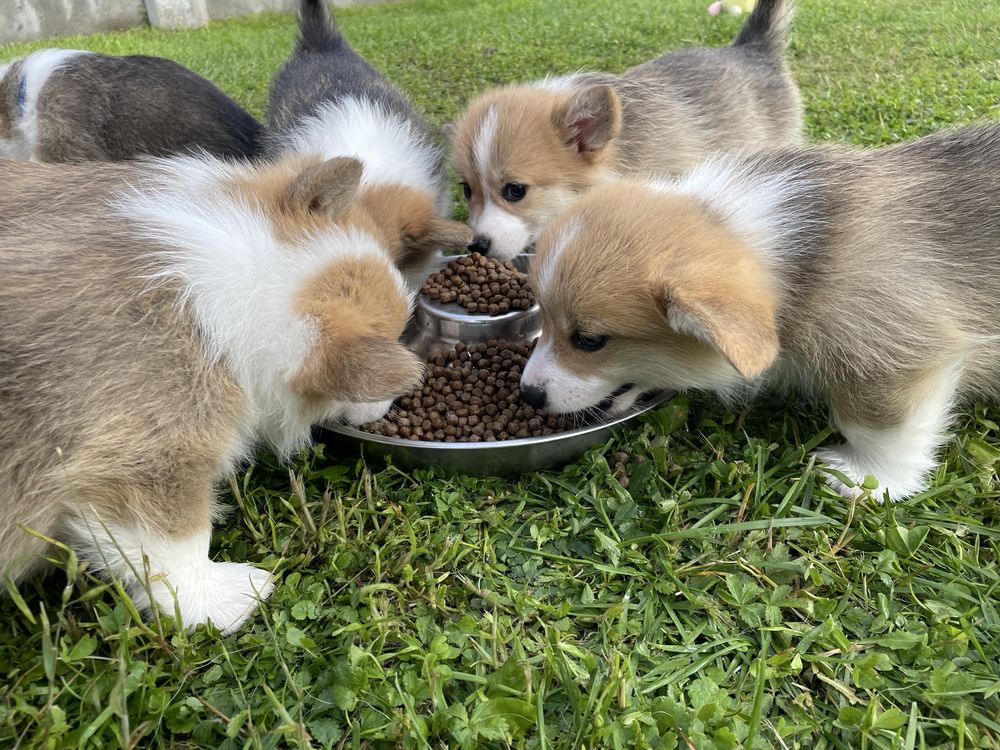 Welsh Corgi Pembroke  ZKwP