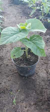 Drzewo tlenowe Paulownia Oxytree sadzonki,karpy.