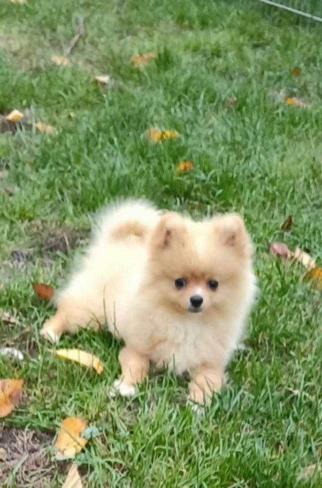 Pomeranian, szpic miniaturowy - śliczny piesek