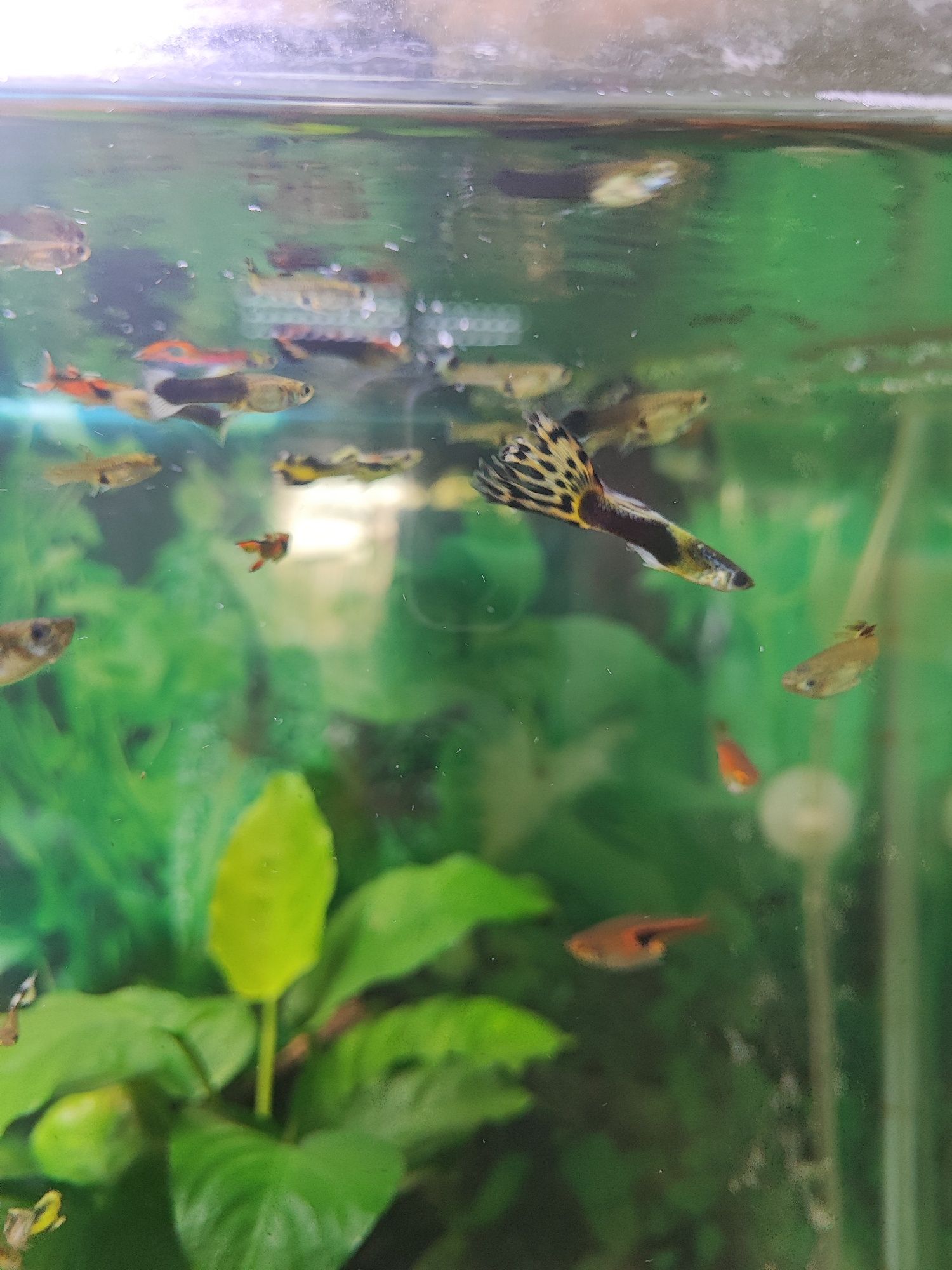 Guppy's  Sortidos