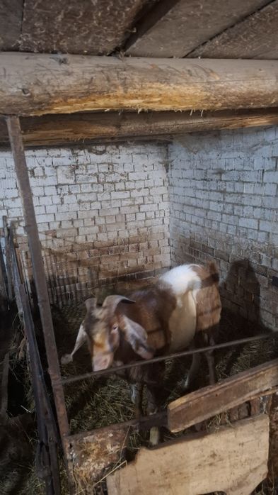 Злучка з англонубійцем