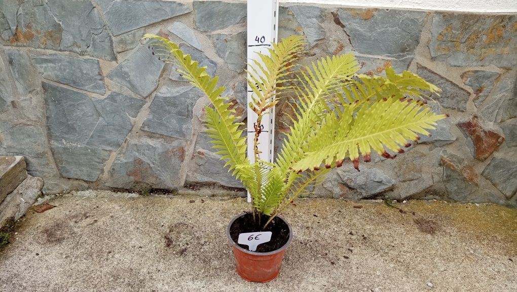 Vaso com Feto blechnum