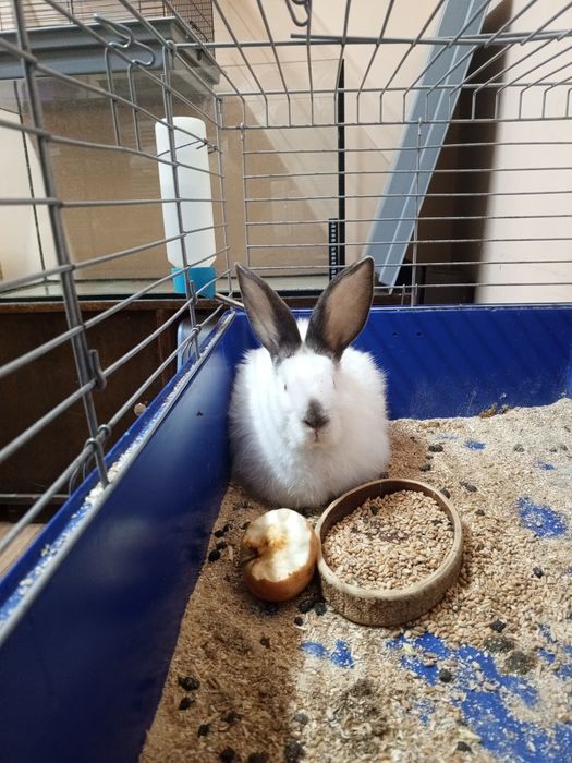 Продам кролика девочка