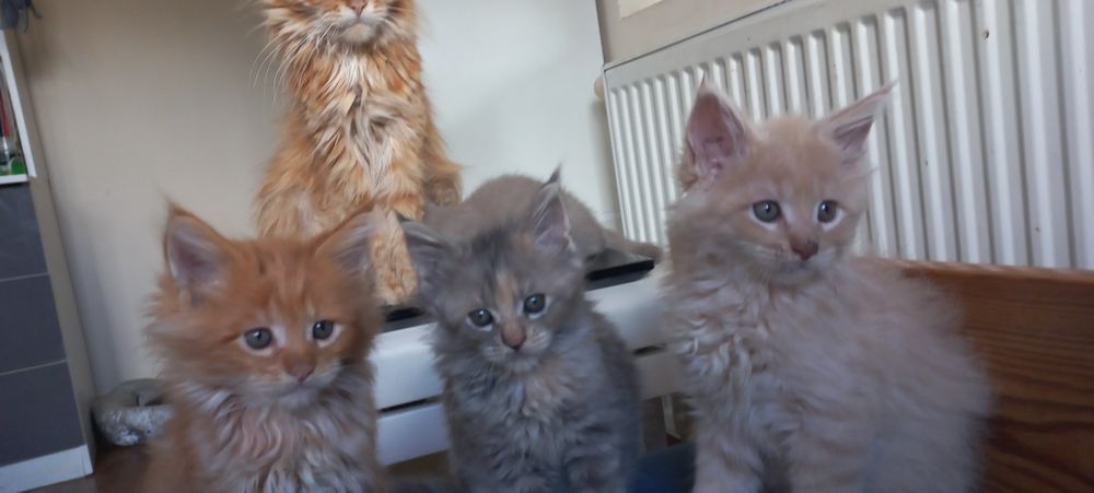 Wspaniała Maine Coon