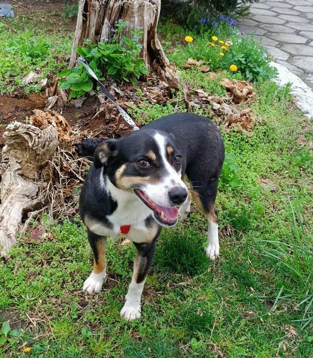 SZONI urocza sunia, akceptuje KOTY uratowana w Bułgarii.