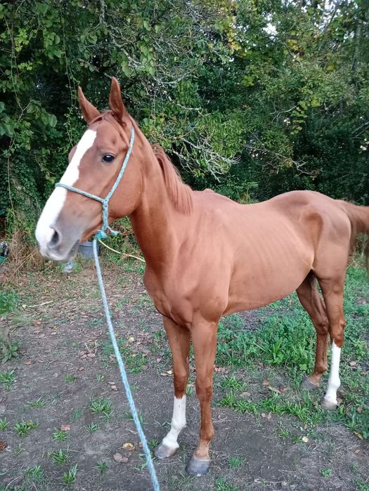 Para venda cavalo PSI