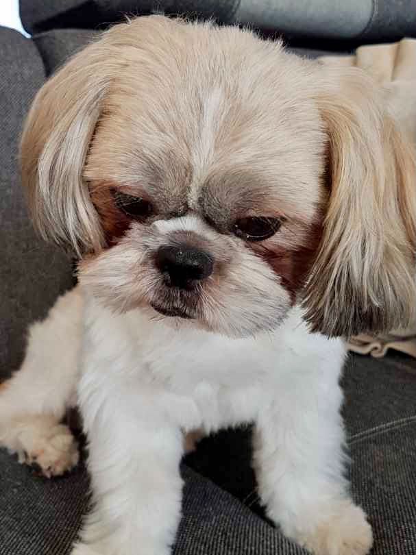 Reproduktor z rodowodem Shih-Tzu