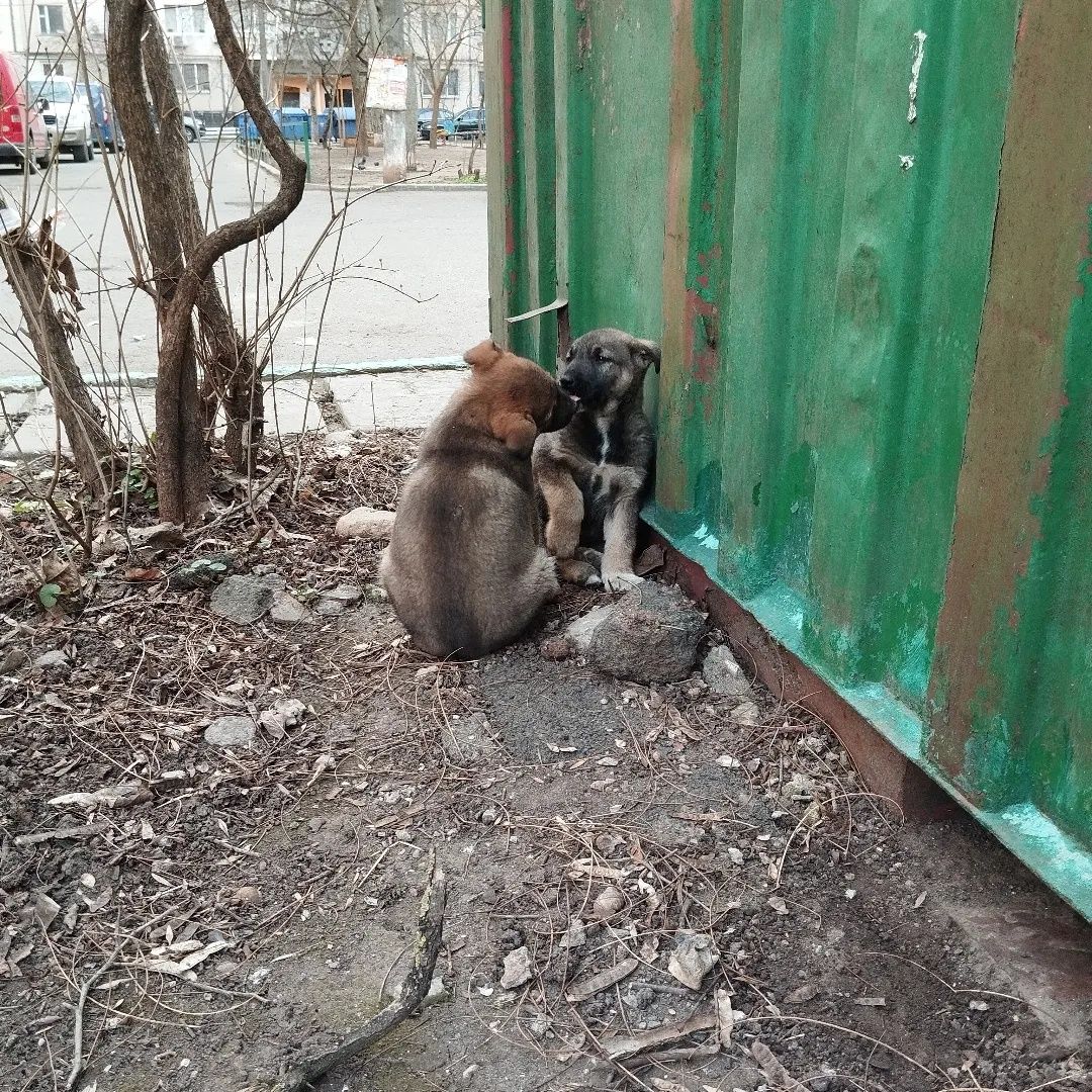 Метис овчарки, цецунята, безкоштовно