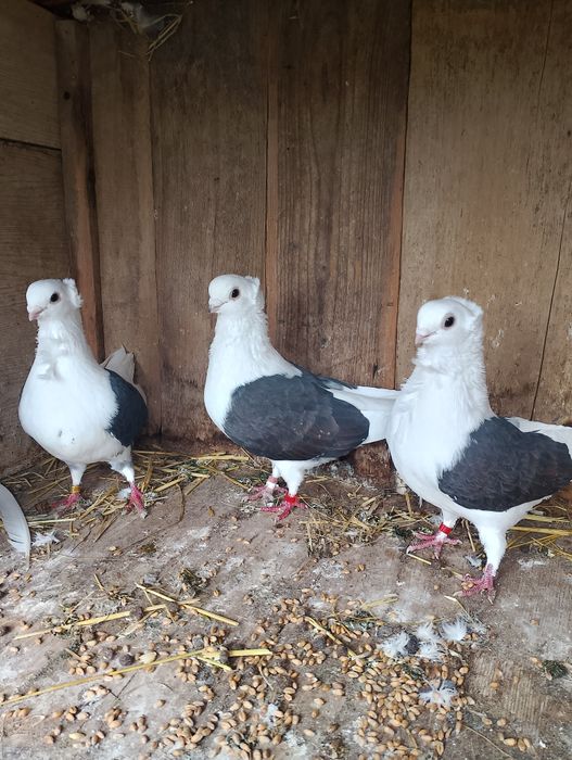 Sprzedam gołębie mewki