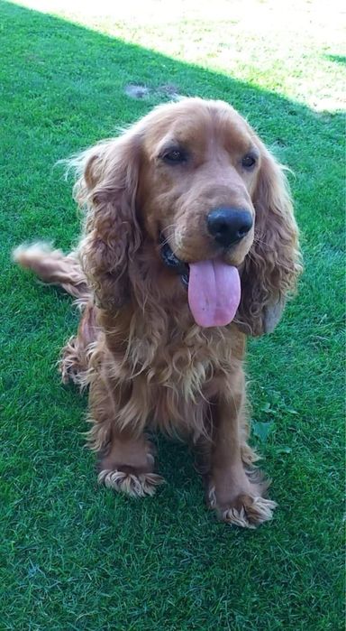 Cocker spaniel angielski dziewczynka