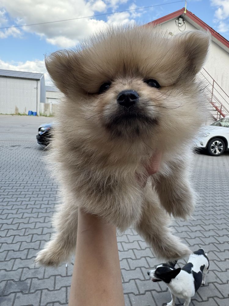 Szpic miniaturowy pomeranian
