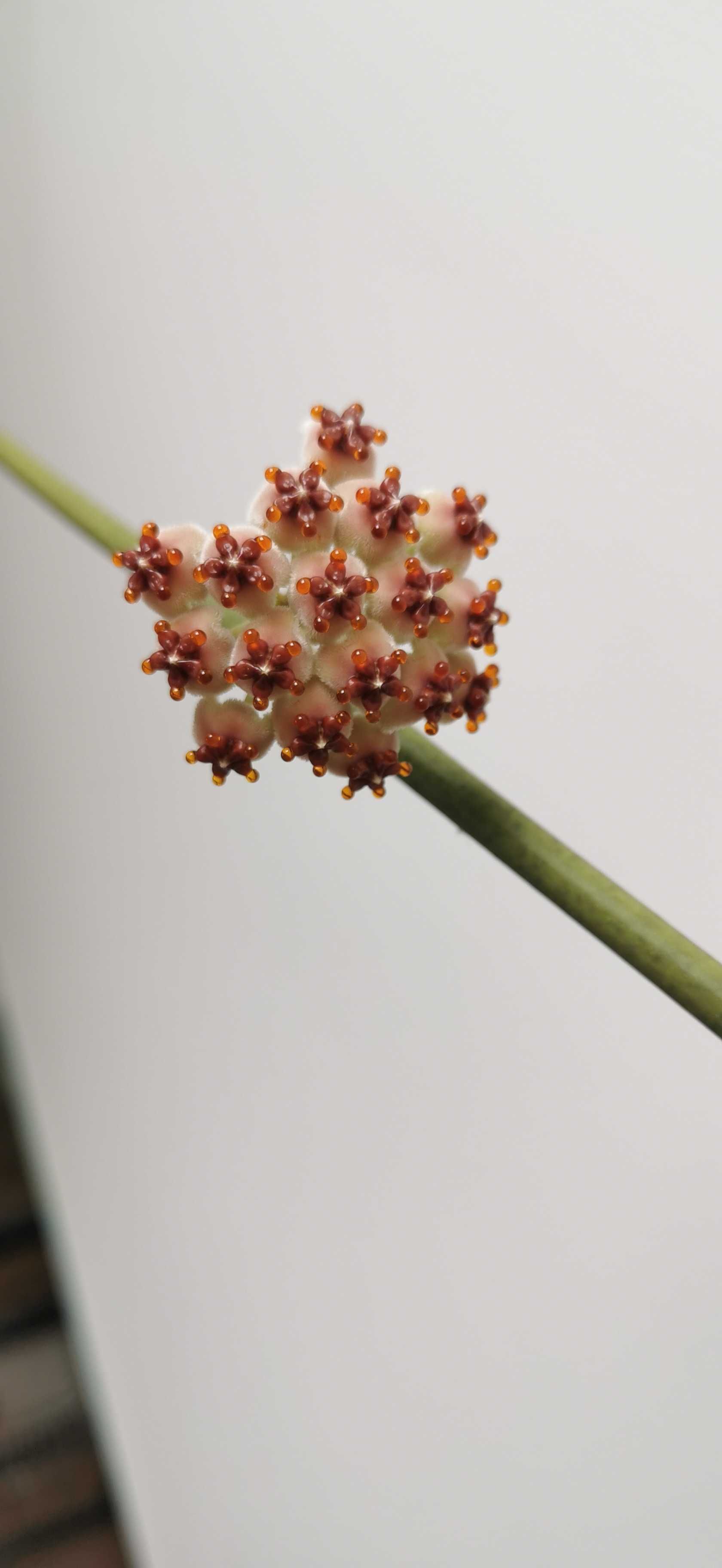 Hoya kerii wieloletnia roślina duża