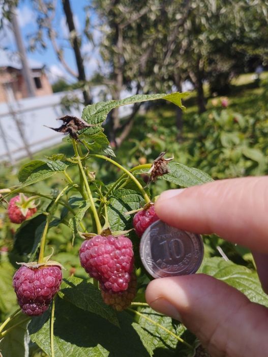 Малина Ремонантна