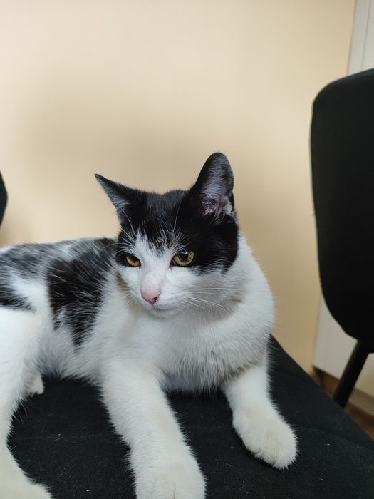 Kot dachowiec "Kaja"