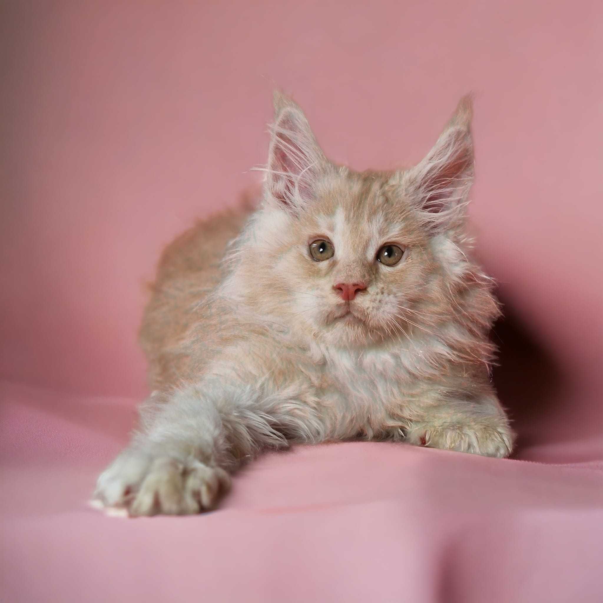 Kocurek maine coon