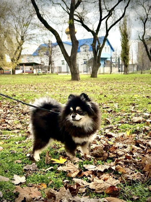 Хлопчик померанського шпіца