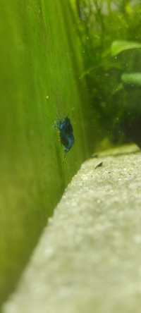 Krewetki neocaridina blue velvet