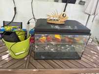 Aquario 50 litros com acessorios