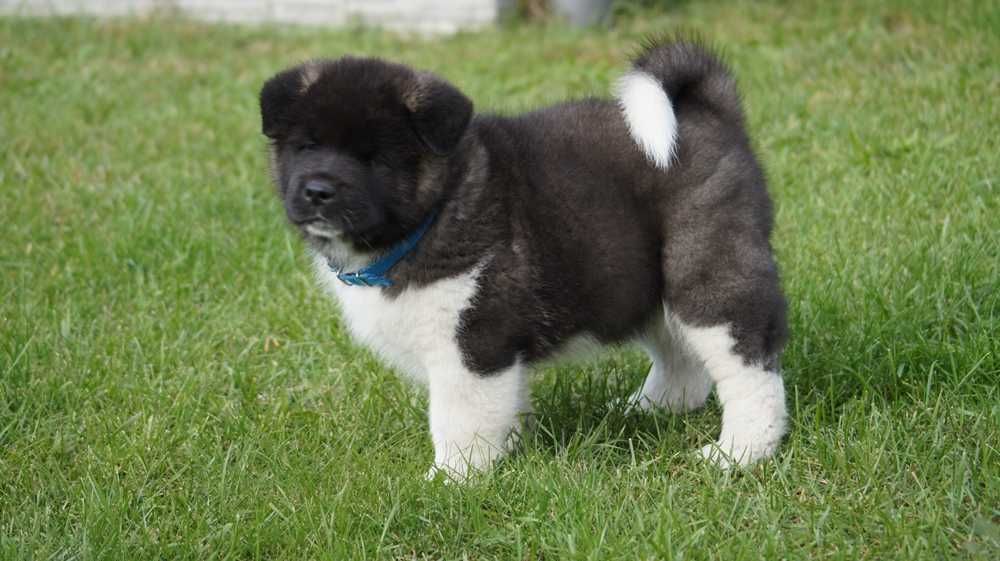 Akita Amerykanska FCI