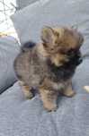 Szpic miniaturowy pomeranian miś