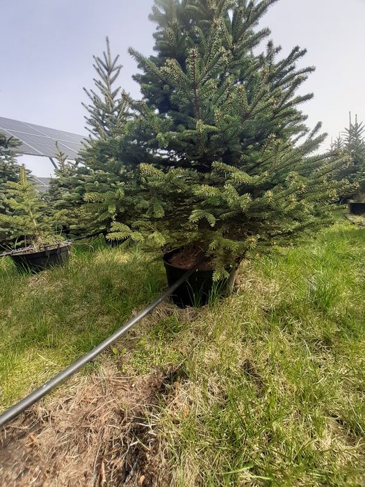 Duży  świerk srebrny  kłujący w donicy