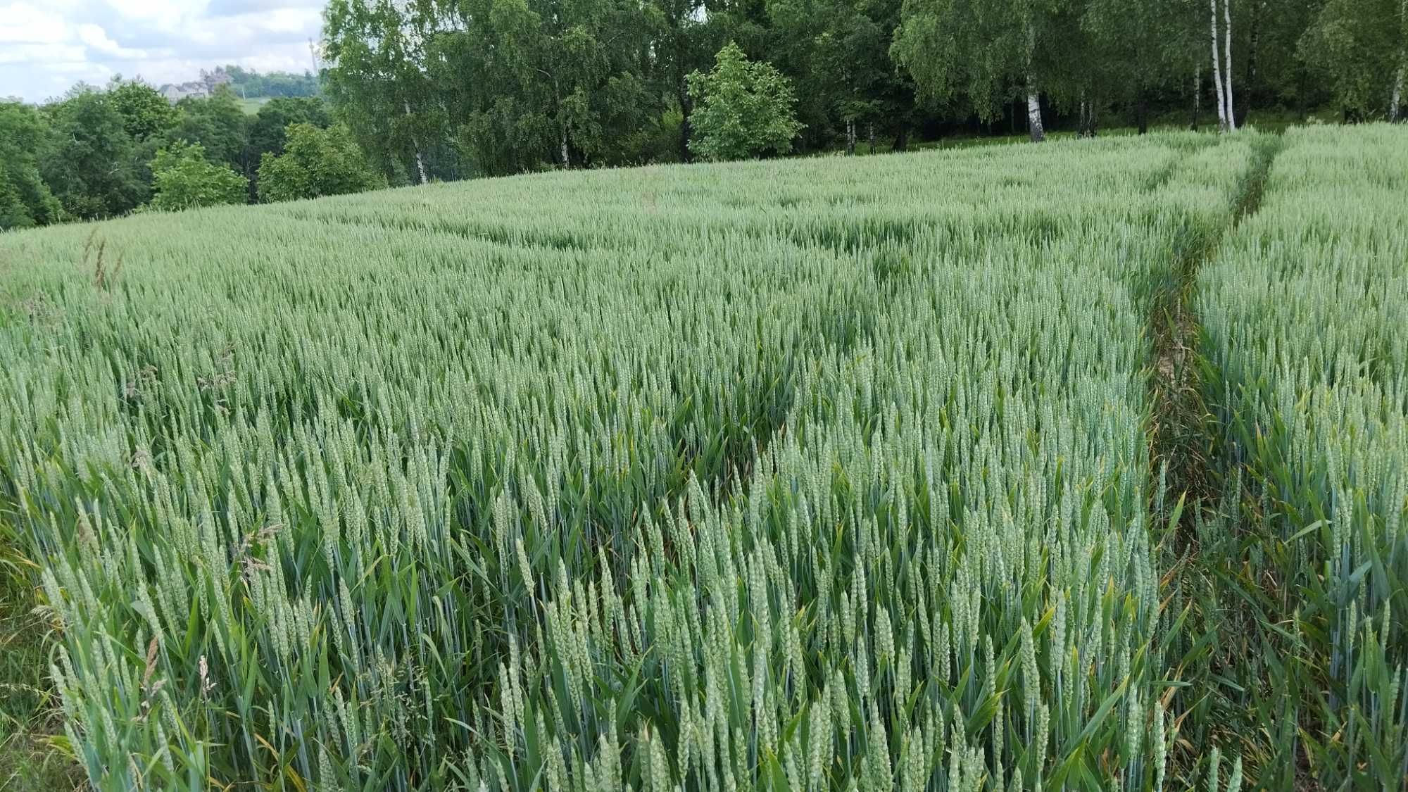 Pszenica ozima Patras