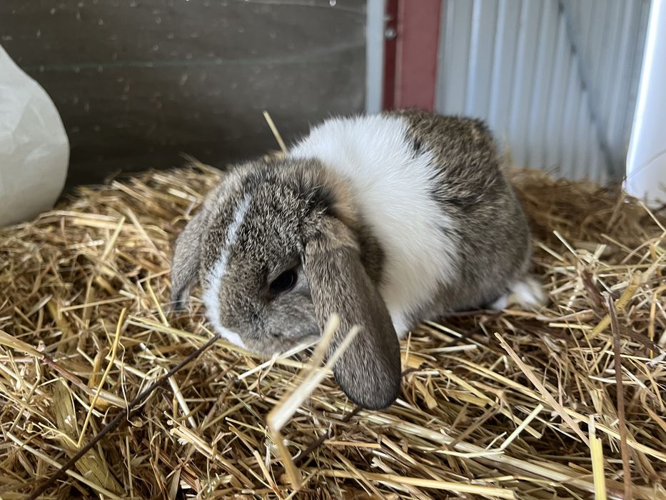 Coelhos anões de várias cores