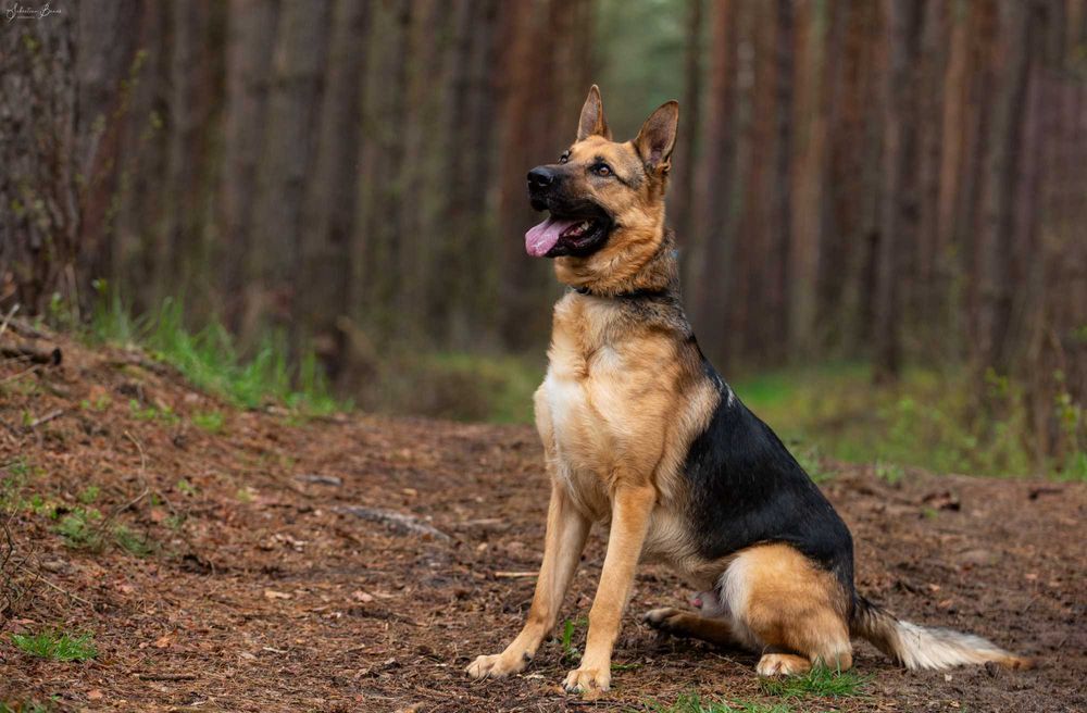 Bari w typie owczarka niemieckiego do adopcji