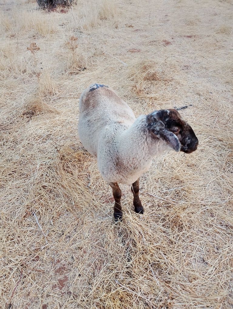 Malato cruzado de solfoque