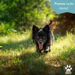 Prymus szuka domu