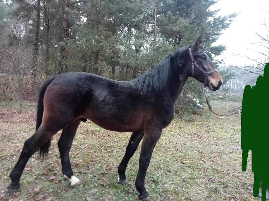 Sprzedam ogiera śląskiego