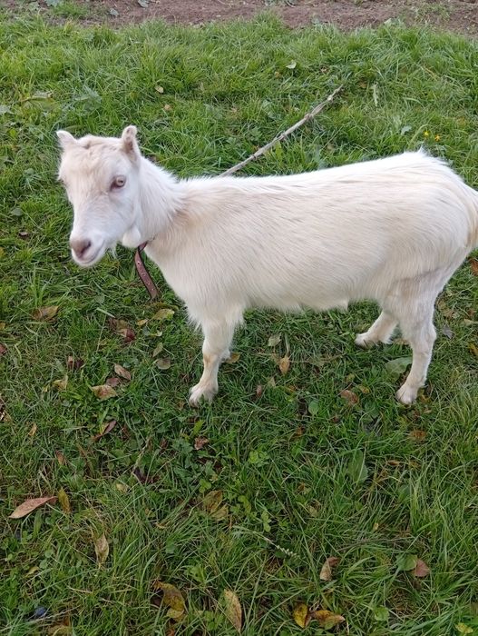 Козичка 7 місяців