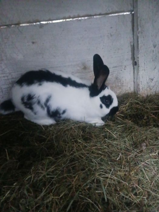 Młode króliki do chowu