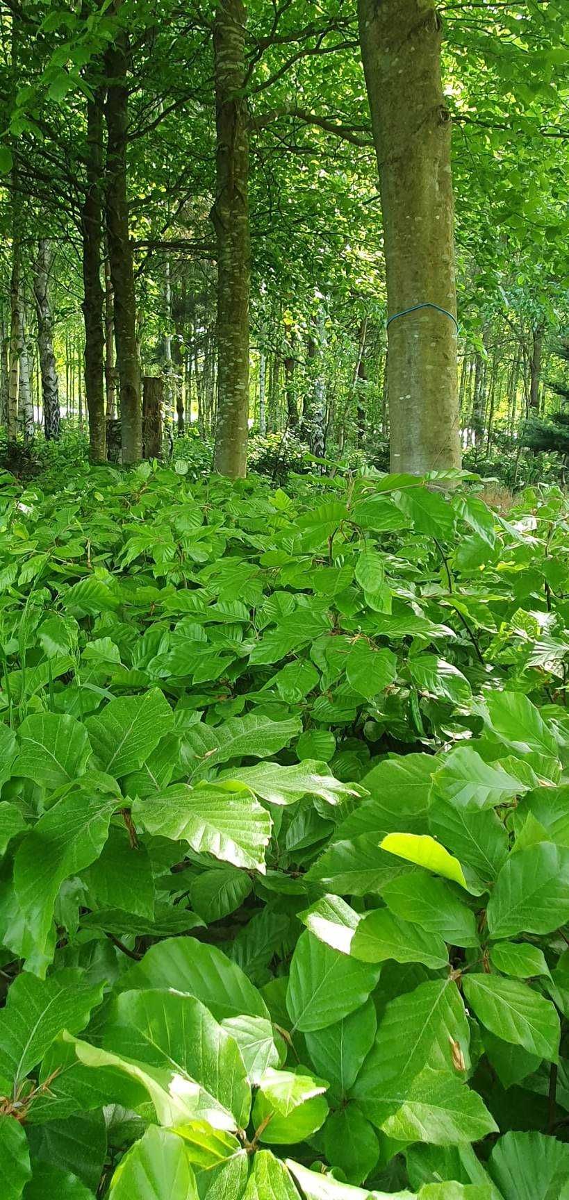 Buk pospolity, fagus sylvatica, duże sadzonki na żywopłoty.