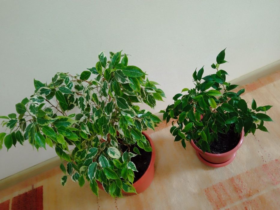 Фикус Бенджамина