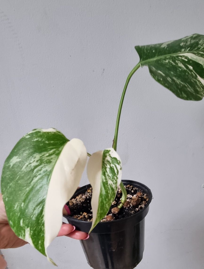 Monstera variegata