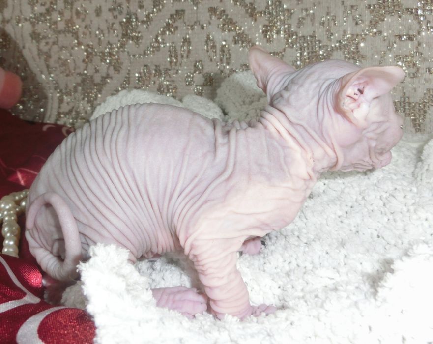 Маленькі канадські сфінсіки