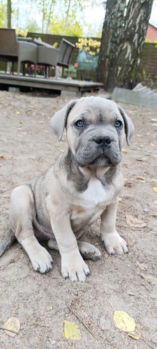 Szczenię Cane Corso szczeniak pies