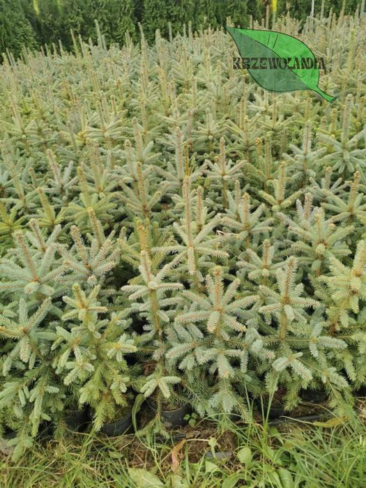 Świerk srebrny rosnący w donicy lub kopany do donicy – 20–150 cm
